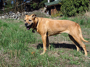 light brown middle aged dog standing in the grass on a sunny day AKA Sade the Wild Pony