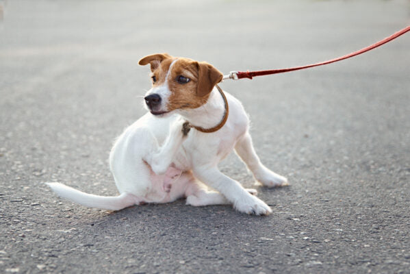 Dog scratching itself while on a walk