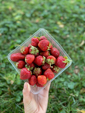 Strawberry season in Michigan
