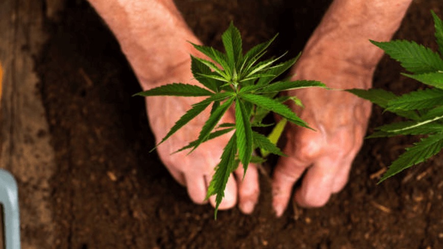 Grow Better Cannabis with the Proven Power of Supersoil Microbes