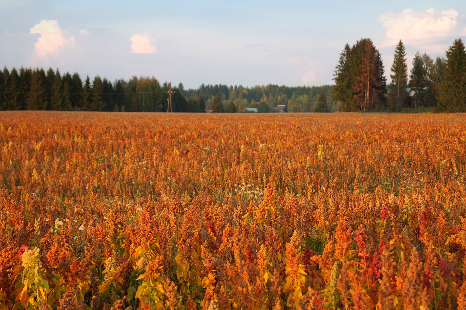 Ekologinen superlisäke – suomalainen kvinoa – Minska