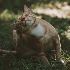 meditation-katze