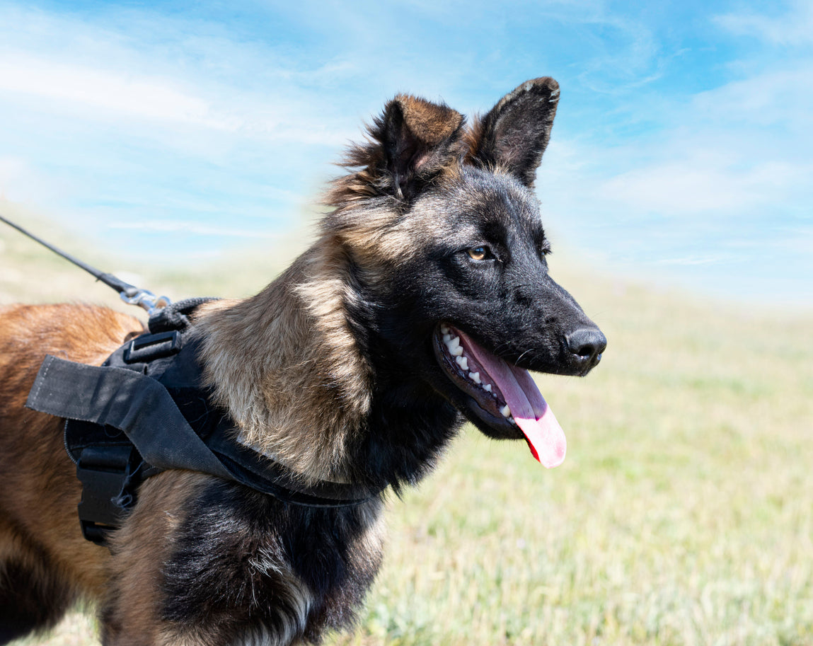 Belgian malinois with tactical harness on in field