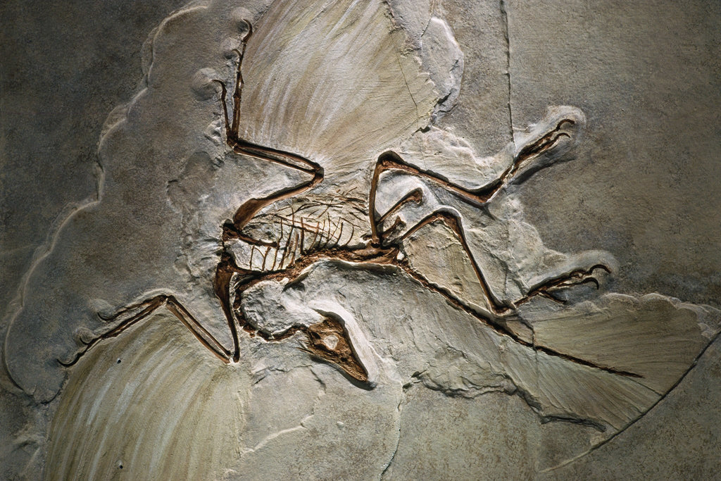 Archaeopteryx fossil (image credit: James L. Amos, CC0, via Wikimedia Commons)