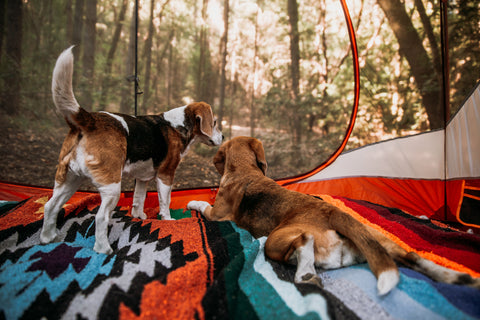 Two beagle dogs in a tent