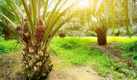 Palm Oil Farming