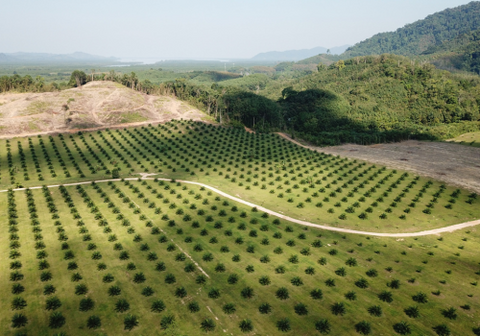 Oil Palm Plantation 