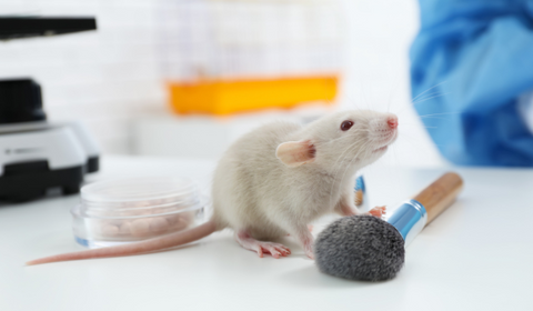 mouse in animal testing cosmetics lab