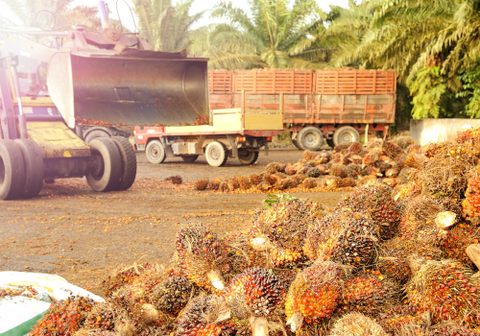 Deforestation Caused By Palm Oil Farming In The Rainforests