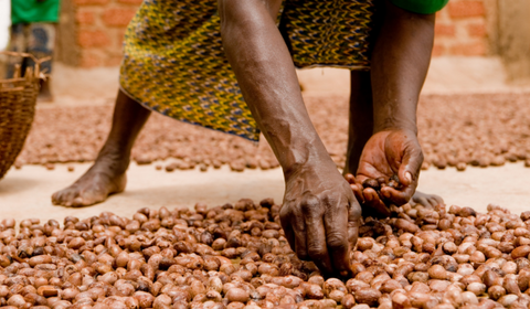 Woman harvesting shea nuts