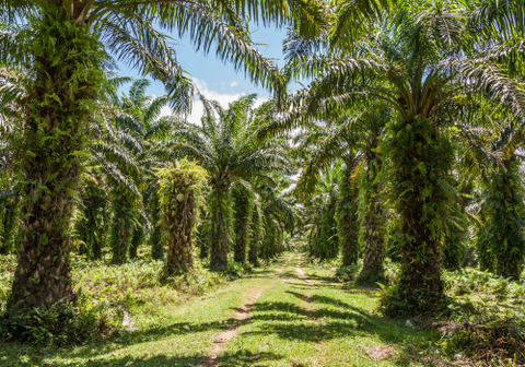 Field Of Oil Palms Sunlight Plantation In Tropical Rainforest