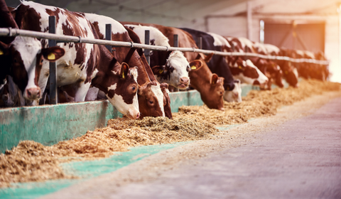 Cows in industrial farming