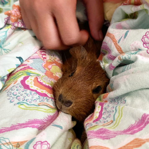 baby brown guinea pig