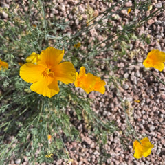 Desert Poppy picture