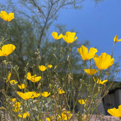 Desert Poppy flowers