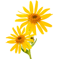 arnica flower