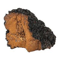 chaga mushroom extract