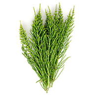 horsetail extract
