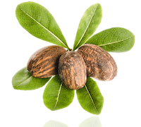 jojoba