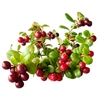 lingonberry plant