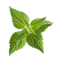 nettle extract