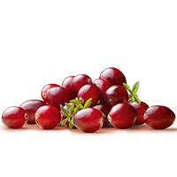 cranberry fruit extract