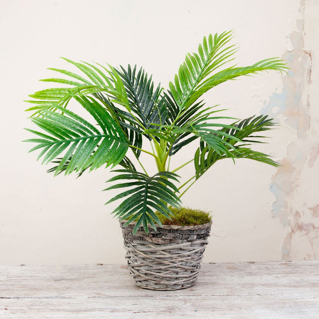 Bonsai tree in real moss in bronze textured ceramic bowl - Peony