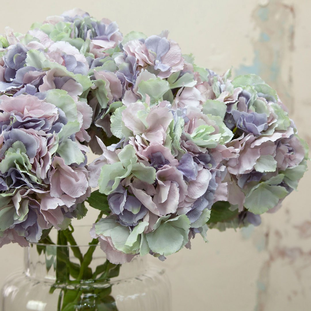 Image of Purple pom pom hydrangea