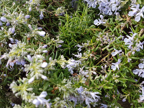 Comment booster la pollinisation de ton potager avec les plantes mellifères