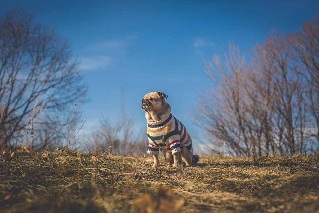 Dog wearing a wool jumper to support Wool Month