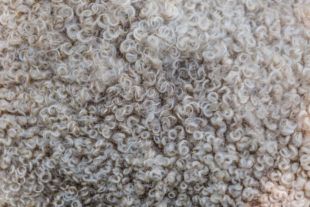 Close up of a sheep fleece - a versatile, sustainable fibre