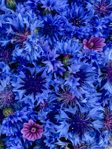 Stuffed cornflowers