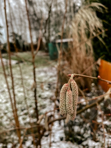 Waldhasel Gemeine Haselnuss