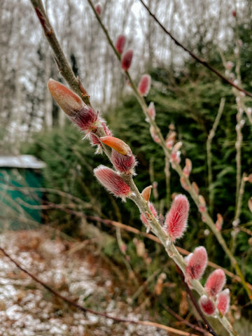 Purpurweide Weide Samen Kätzchen Wintergarten