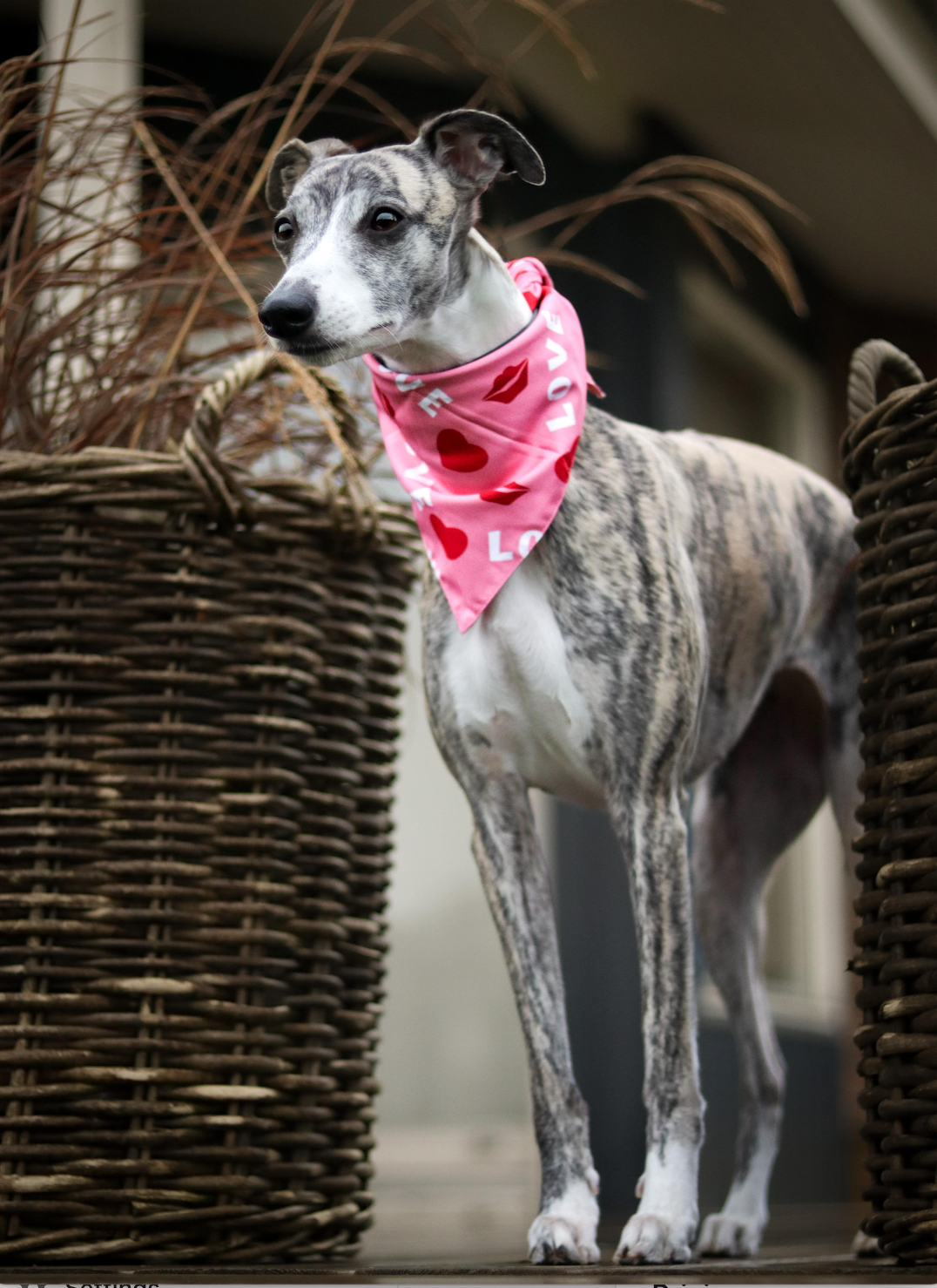 Hvilken en Udflugt ukrudtsplante Bandana - Love – Confetti Dogs