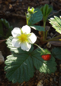 Strawberry (Wild) – Self-Empowerment (Fragaria californica)
