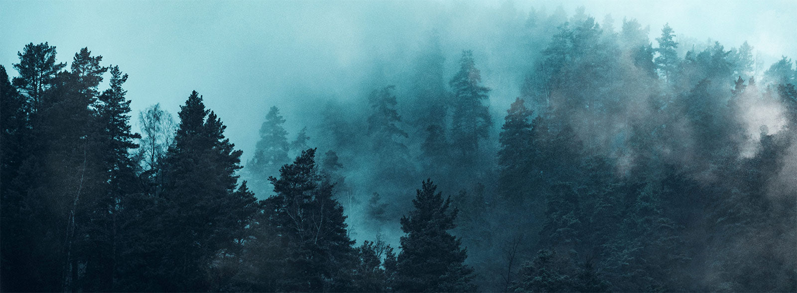 200+] Dark Forest Background s | Wallpapers.com