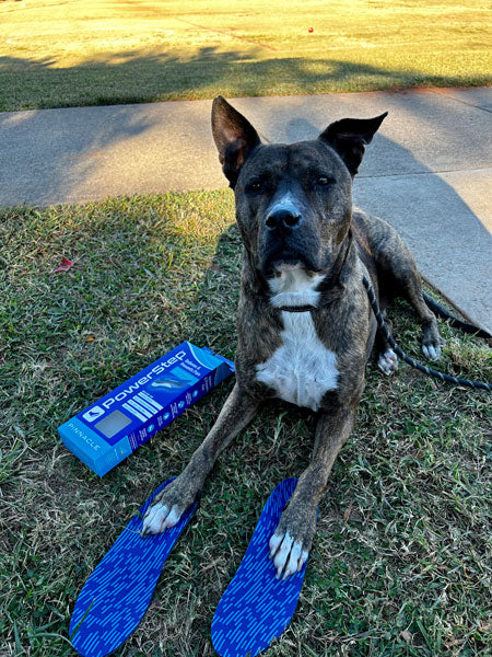 black and white dog lying on grass with front paws on blue walking insoles