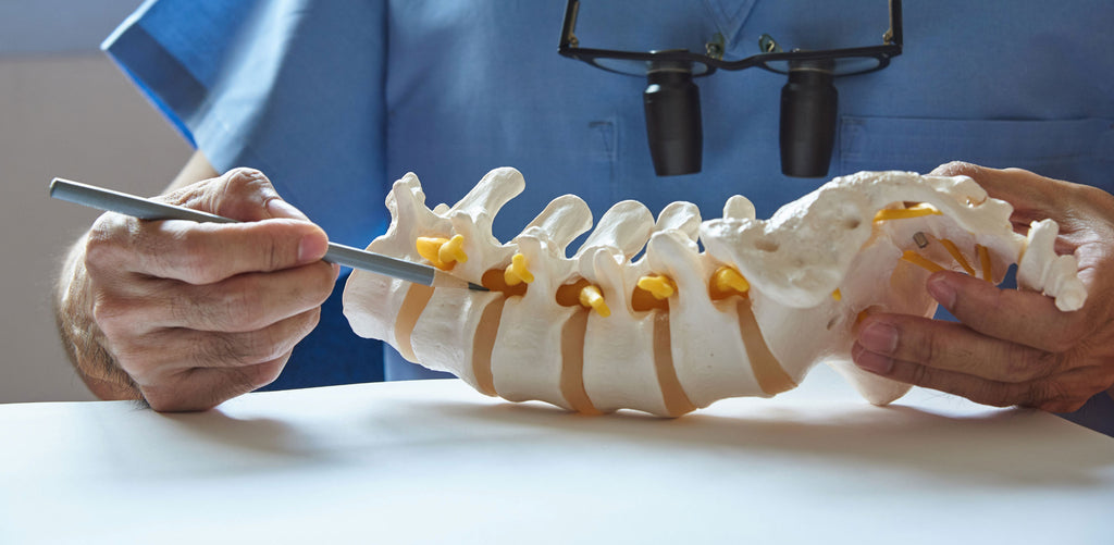 Chiropractor going over spinal column with patient