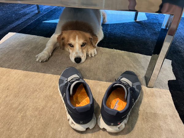 white and brown dog lying on the floor next to running shoes with insoles inside