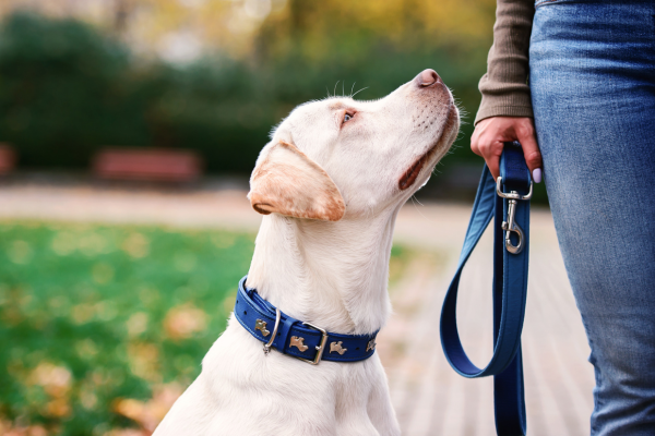 white dog looking up at owner holding a blue leash