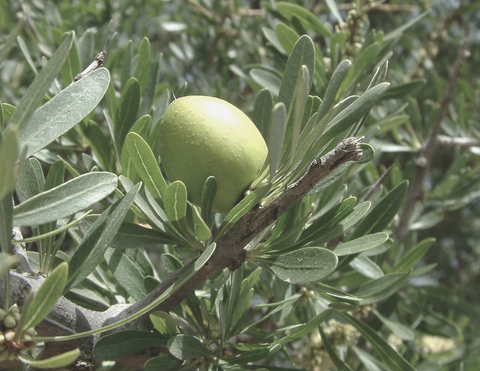 Huile d'argan - Top 5 des meilleurs ingrédients naturels anti-âge pour les soins de la peau | LIIXIR