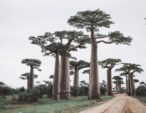 Huile de Baobab Bio - Ingrédients LILIXIR Beauty Star - Natural Skincare Blog