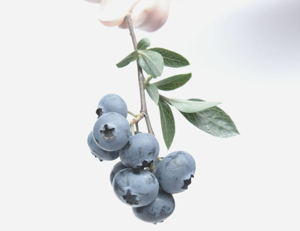 blueberry seed oil skin benefits. LILIXIR Organic and Natural Ingredients, Blueberry Oil is rich in essential fatty acids, omega 3 fatty acid, Vitamin A, B complex, C, E and antioxidants.