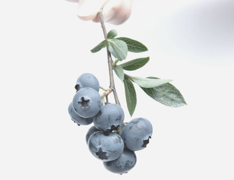Organic Blueberry Seed Oil - LILIXIR Beauty Star ingredients - Natural Skincare Blog