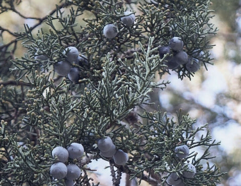 LILIXIR Ingredients blog. Juniper Berry Essential Oil Organic. LILIXIR Ingredients - Juniper Berry Seed Oil