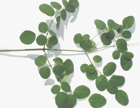 LILIXIR Ingrédients de soin Bio et Naturels. Huile de Moringa Biologique, la plante la plus riche en nutriments jamais découverte. LILIXIR Ingrédients de soins Bio et Naturels. Huile de Moringa Biologique, la plante la plus riche en nutriments jamais découverte.