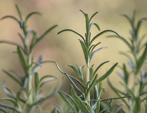 Organic Rosemary Extract skin benefits. Used in LILIXIR Ageless rejuvenating facial serums. Best natural elixirs.