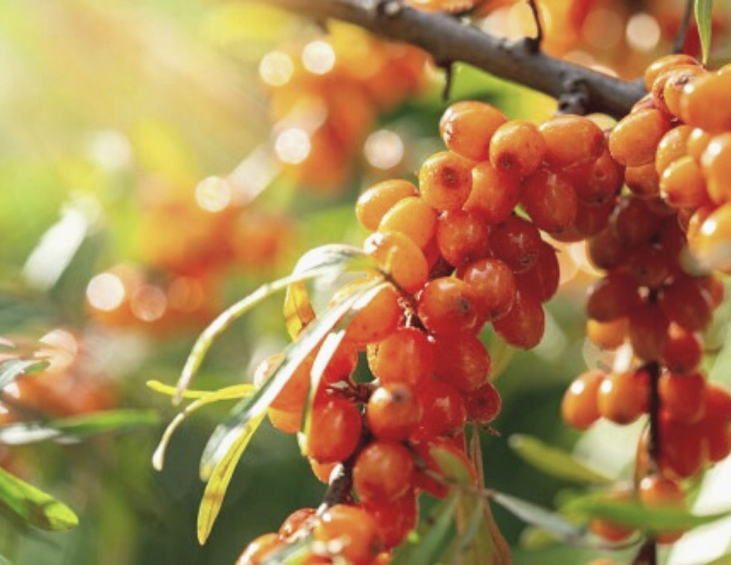 skincare with sea buckthorn for wrinkles and anti aging