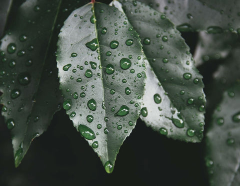 Avantages pour la peau de l'huile de Tamanu. Blog LILIXIR Ingrédients de soin bio et naturels. Huile de Tamanu Bio. Soins de la peau à base de plantes fabriqués au Canada, Québec, Montréal.